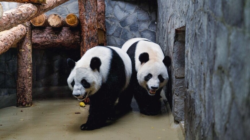 Больших панд познакомили друг с другом в Московском зоопарке