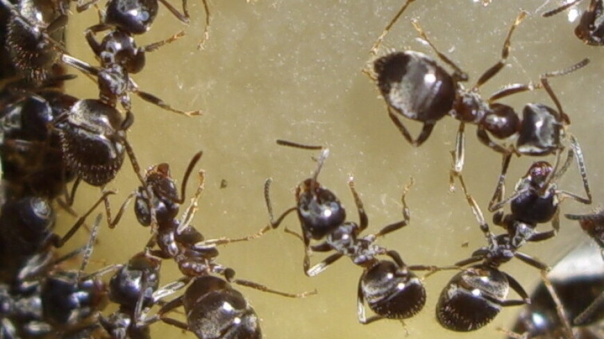 Энтомолог предупредила москвичей о нашествии крылатых муравьев