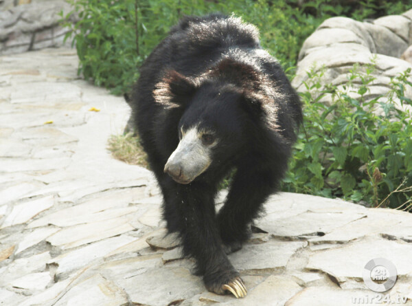 Медведь на улицах Вашингтона: жителей попросили не выходить на улицу