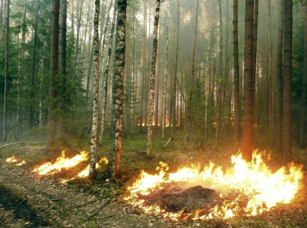 Более 50 природных пожаров потушили за сутки в России