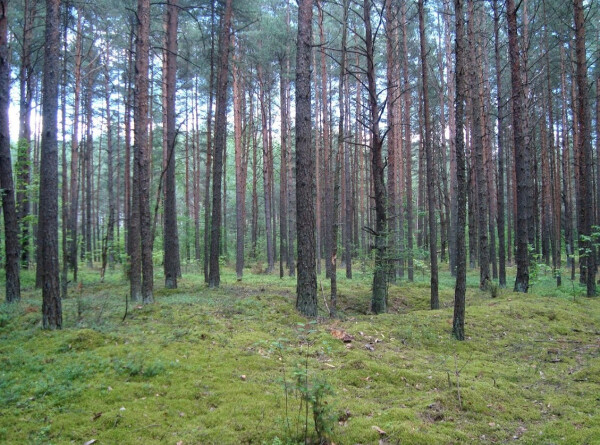 Профстандарт для лесных врачей разработали в России