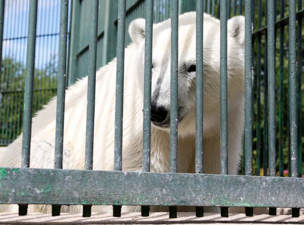 Белый медведь чуть не укусил пассажира снегохода в Якутии