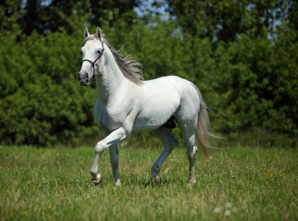 Белые лошади с голубыми глазами: «сказочную» породу вывел казахстанский фермер