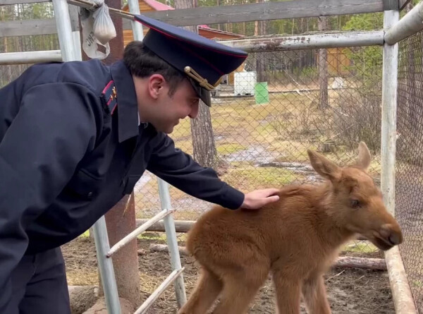 Полицейский спас осиротевшего лосенка в Якутии