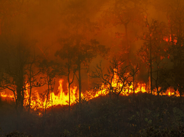 Из-за лесных пожаров в Канаде эвакуированы более 30 тысяч человек