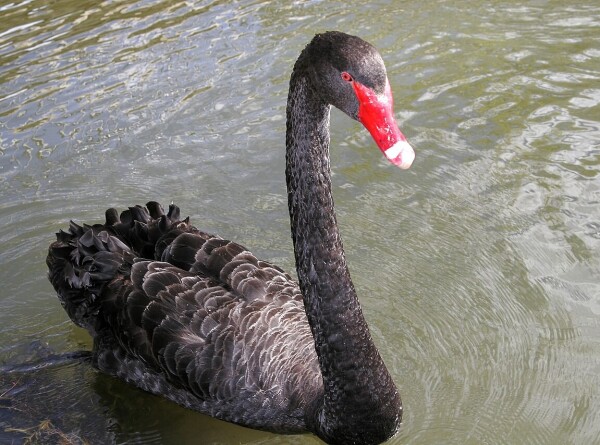 Птенцы черных лебедей в Московском зоопарке научились плавать самостоятельно