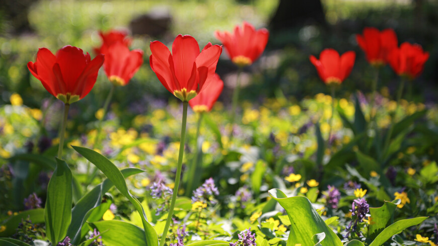 Ботанический сад, растения весной, цветение весной, весеннее цветение, апрель, цветы, клумба, клумбы, тюльпаны, тульпан