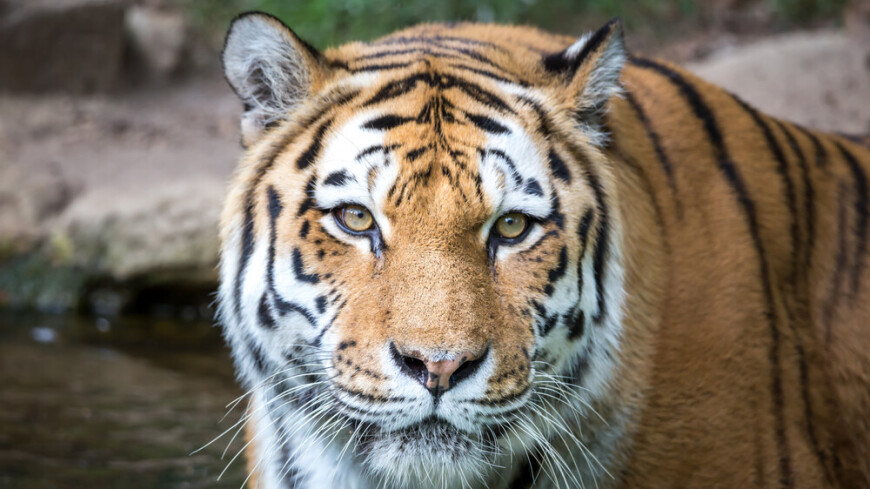 Истощенный амурский тигр напал на лесозаготовителя под Хабаровском