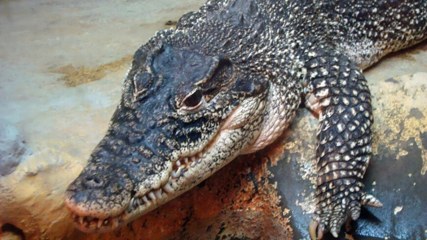 У крокодилов впервые нашли способность к бесполому размножению