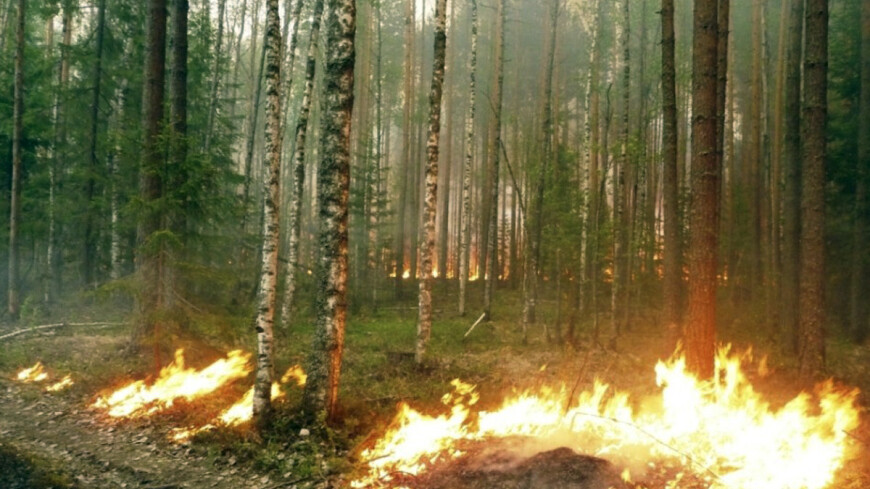 Фото: &quot;Пресс-служба МЧС России&quot;:http://www.mchs.gov.ru/ _(автор не указан)_, лесной пожар