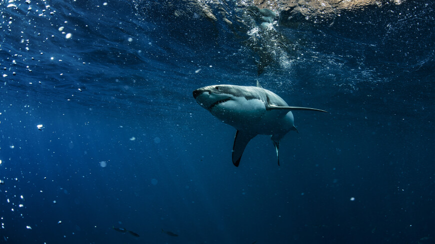 Причины нападения акулы на человека в Египте назвал океанолог