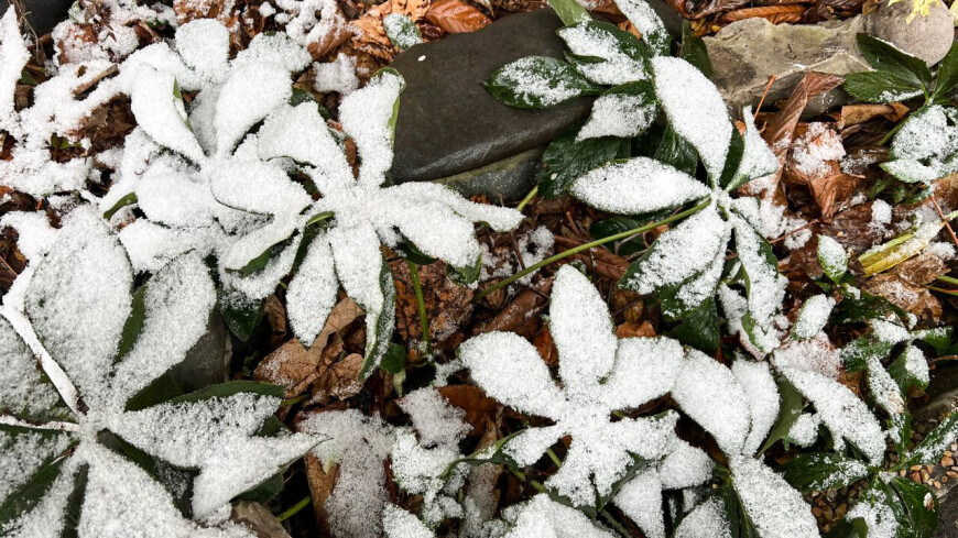 заснеженные растения, растения в снегу, Грузия зимой, Тбилиси зимой, снег в Грузии, снег в Тбилиси, зимняя Грузия, зимний Тбилиси