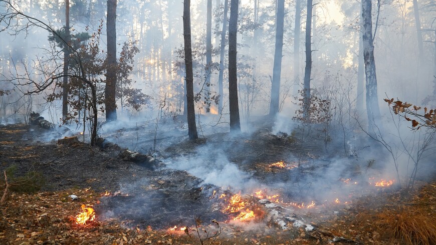Площадь пожара в заповеднике Казахстана увеличилась до 30 тысяч гектаров