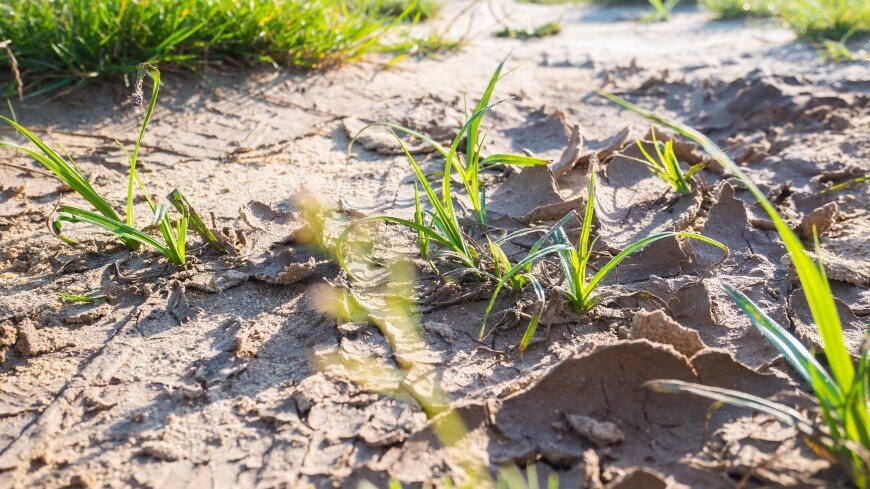 Режим ЧС введен в Калининградской области, где засуха губит посевы