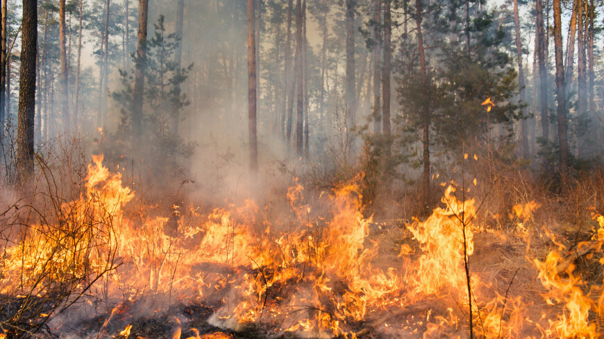 Сильный пожар произошел на территории лесничества в Абайской области Казахстана