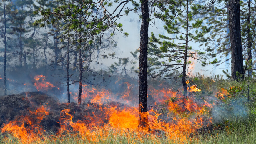 Крупный лесной пожар разгорелся на севере Бурятии