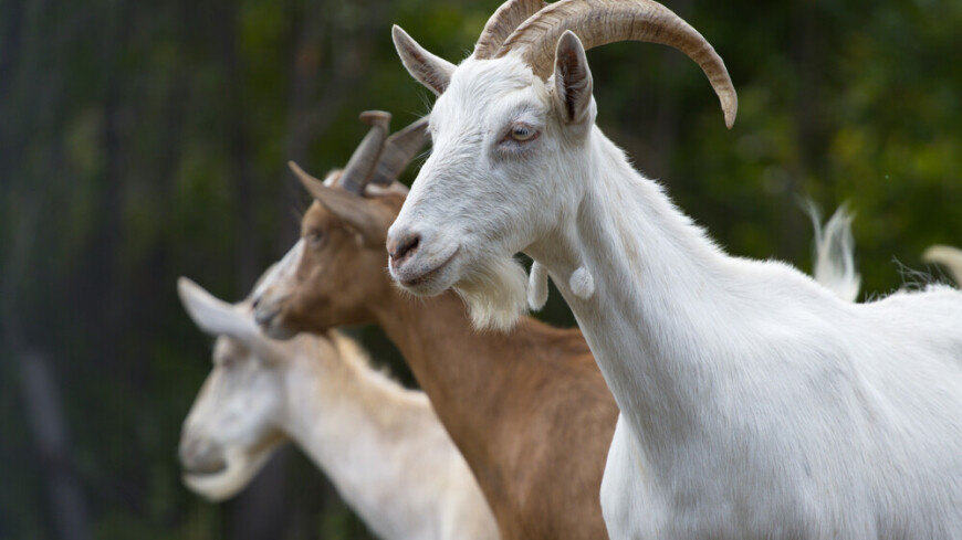 Нашествие коз в Южном Бутово: что грозит их владельцу за порчу чужого имущества?