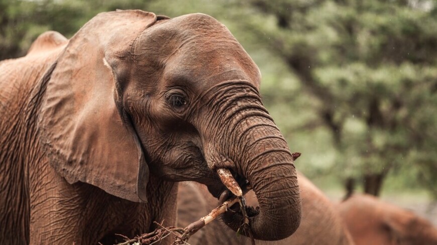 Слонов в зоопарке Хьюстона приобщили к занятиям йогой