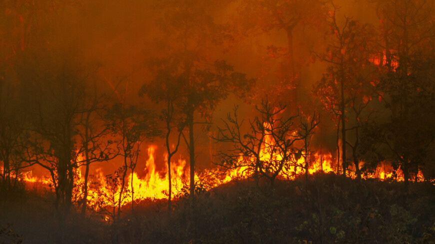 Пожар на Канарах охватил более 50 квадратных километров леса