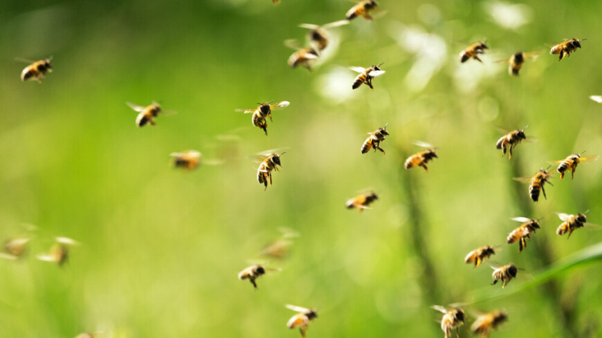 Пчелы-убийцы напали на туристов во Французской Гвиане