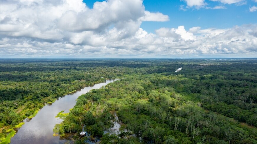 Тропические леса Амазонки пострадали из-за наркомафии