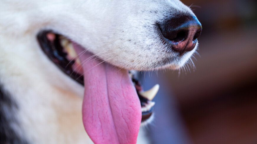 Пса из США внесли в Книгу Гиннесса как обладателя самого длинного языка у собаки