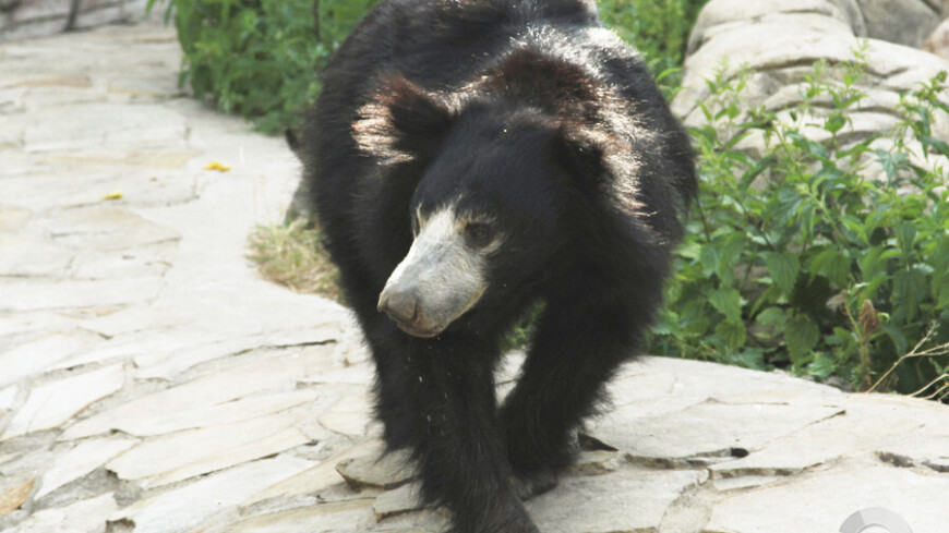 Фото: Татьяна Константинова, &quot;«Мир24»&quot;:http://mir24.tv/, медведь