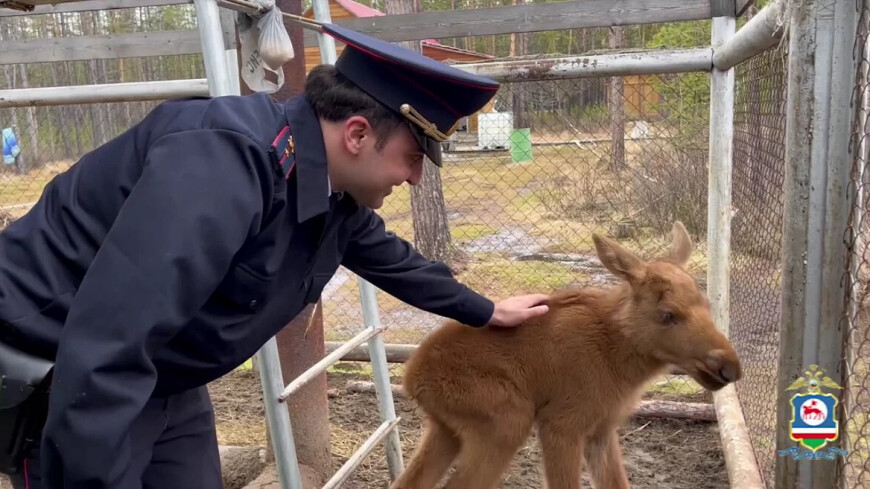 Полицейский спас осиротевшего лосенка в Якутии