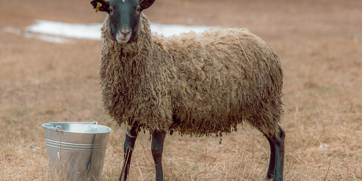 Романовская порода баранов. Грубошерстные породы овец Романовская. Романовская порода овец. Романовская порода овец баран.