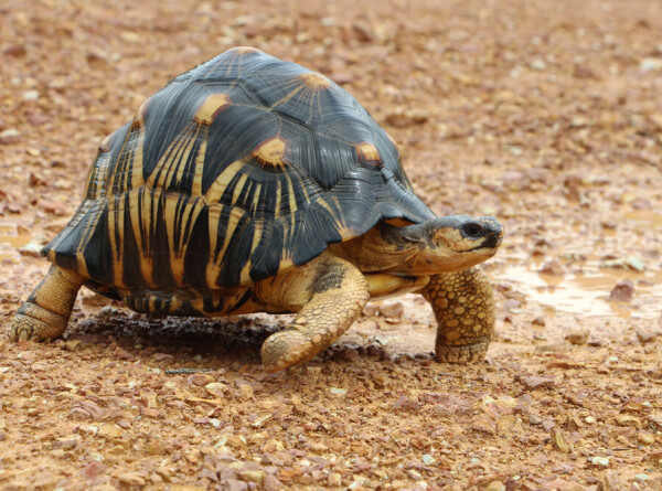 Детеныш редчайшей лучистой черепахи впервые появился на свет в Московском зоопарке