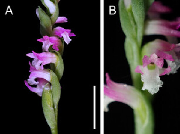 Новый вид орхидей открыли японские ученые