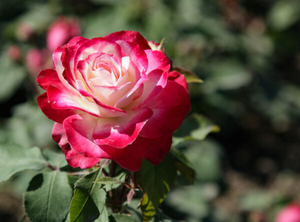 Особую теплицу для выращивания роз разработали в Армении
