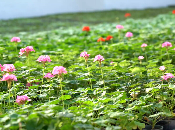 Цветоводы приступили к выращиванию растений для летних клумб Астаны
