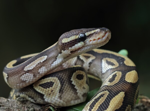 Прохладные змеи делают массаж туристам на Филиппинах