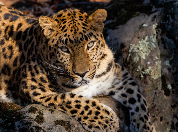 Самку дальневосточного леопарда в приморском нацпарке назвали Иллюзионочкой