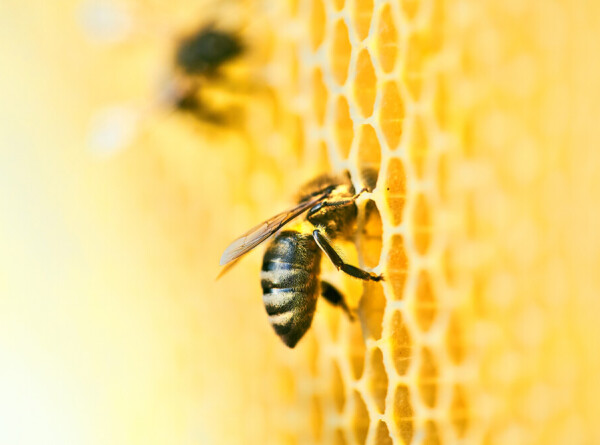 Ученые разработали роботизированные соты для предотвращения гибели пчел