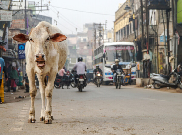 Праздничную битву коровьим навозом устроили в Индии