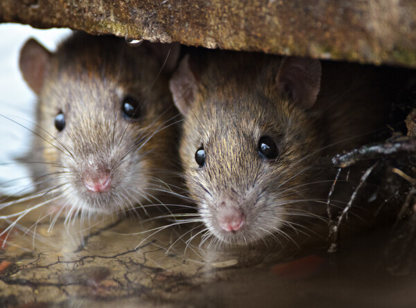 С вирусом на хвосте: новую пандемию COVID-19 могут начать полчища крыс в мегаполисах Европы и США
