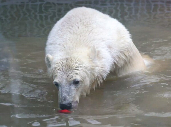 Белый медведь Диксон стал чаще выходить к посетителям Московского зоопарка