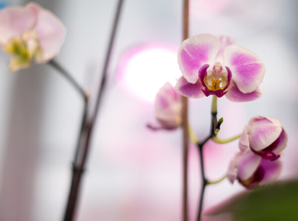 Выставка орхидей открылась в Ереване
