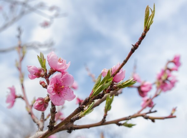 Бескрайнее розовое море: в Каталонии зацвели персиковые деревья
