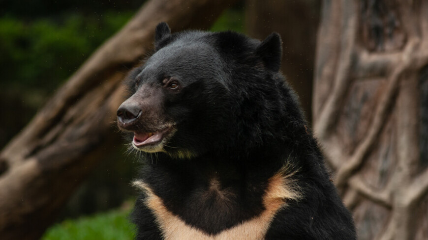 «Танец весны»: гималайский медведь в Приморье оставил след на знаменитом меточном дереве