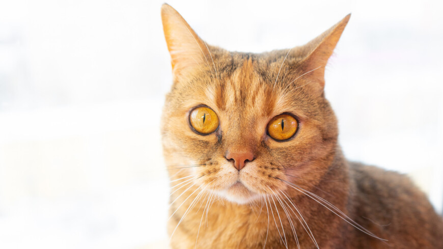 шотландская прямоухая кошка, породистые коты, рыжий кот, рыжая кошка, рыжие кошки, рыжие коты, котики, домашние животные, Скоттиш страйт, 