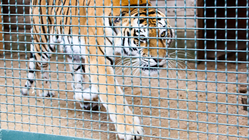 Тигр напал на тракториста в Хабаровском крае