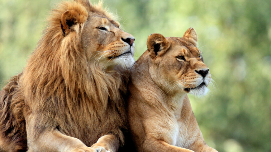 Встретила пощечиной: знакомство львицы со львом в Челябинском зоопарке попало на видео