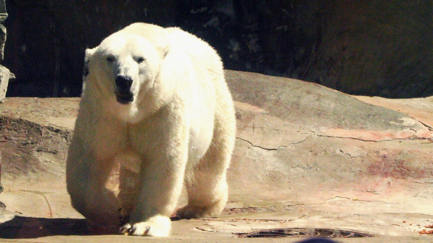 Фото: Елизавета Шагалова, &quot;«МИР 24»&quot;:http://mir24.tv/, белый медведь