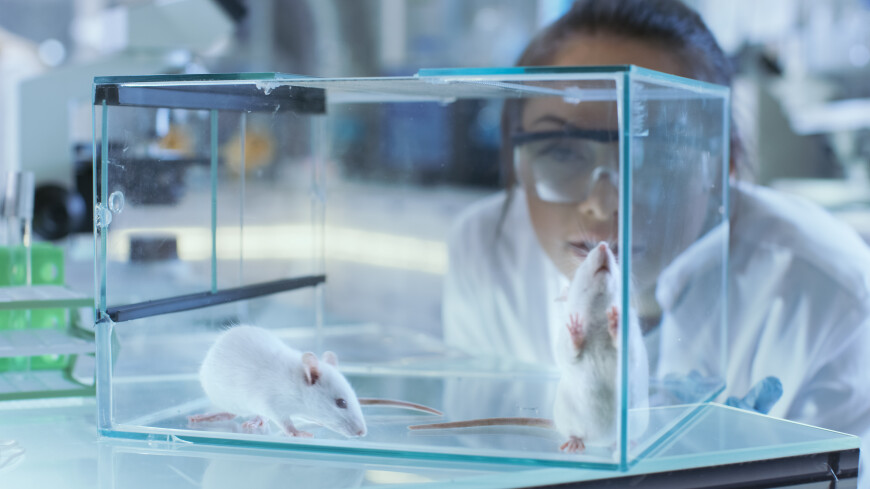 Ученые разработали препарат, заставляющий мышей худеть даже на жирной и сладкой пище