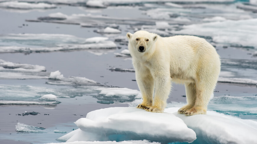 Артистичный белый медведь в Красноярском крае пытался выпросить еду у команды ледокола