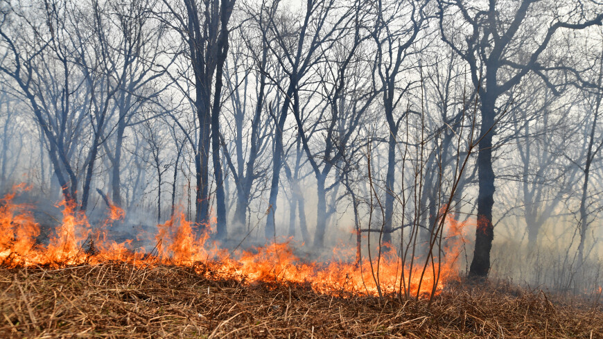 За сутки площадь природных пожаров в Приморье выросла в пять раз