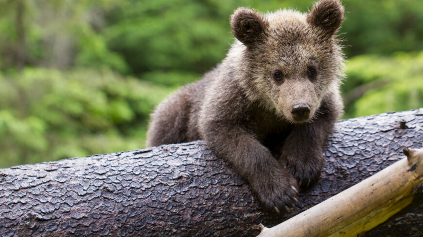 Набор на работу обнимателями медвежат объявлен в США